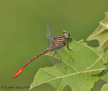 Stylurus plagiatus, male